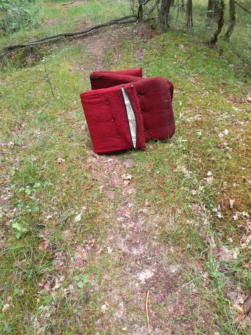 Uczestnicy sobotniego parkrun Grudziądz i Wtorkowy Trening...