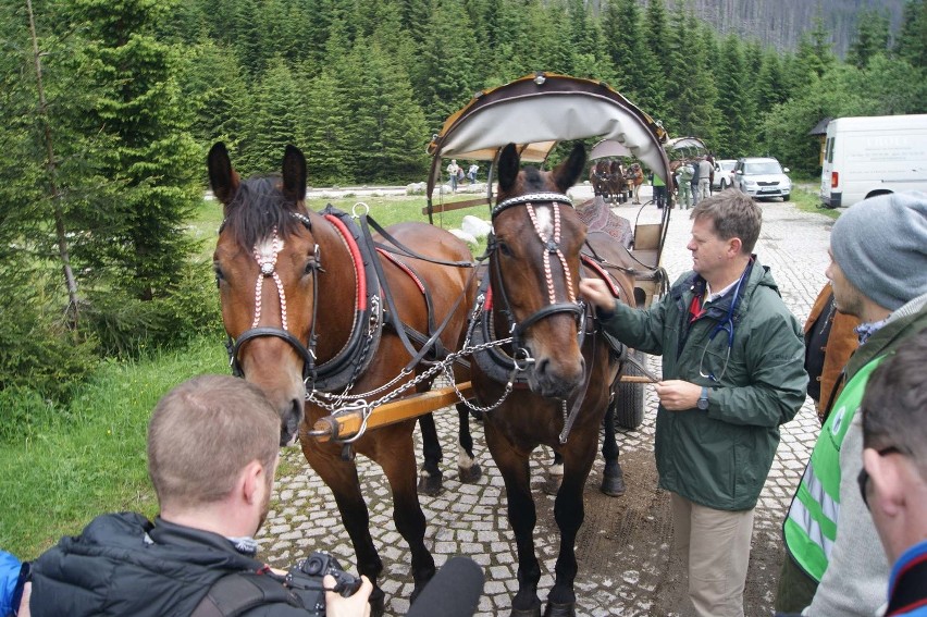 Tatry. Rozpoczęły się badania koni z Morskiego Oka [ZDJĘCIA, WIDEO]