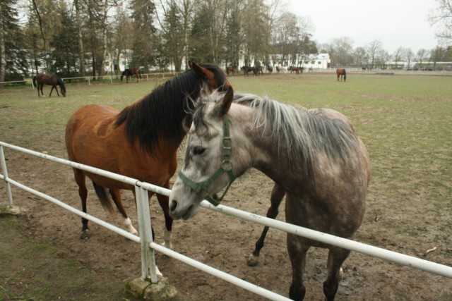 Stadnina koni w Janowie Podlaskim.