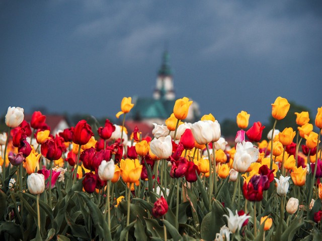 Choć te kwiaty kojarzą nam się głównie z Holandią, jest jedno wyjątkowe miejsce na Śląsku, w którym można poczuć się jak na wycieczce do królestwa tulipanów. Mowa o gliwickiej dzielnicy Ostropa. Zobaczcie, jak magicznie wygląda wiosną!>>>>>>>>>>