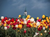 Holandia? Nie, to Gliwice! Co roku pola w Ostropie usłane są tulipanami. Widoki magiczne! Zobaczcie zdjęcia 