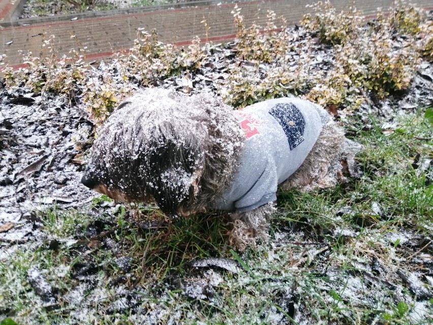 W niedzielny poranek 29 listopada spadł pierwszy śnieg w...