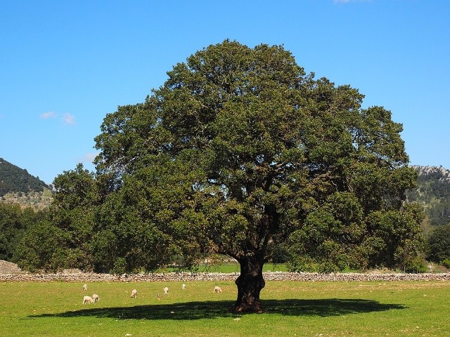 KamforowiecKamforowiec, czyli cynamonowiec kamforowy, to bardzo okazałe drzewo.