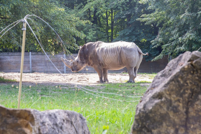 Podopieczni Śląskiego Ogrodu Zoologicznego w Chorzowie mają...