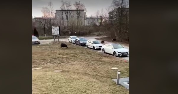 Kraków. Szarża lub wyścigi dzików na Ruczaju przy ul. Obozowej [WIDEO]