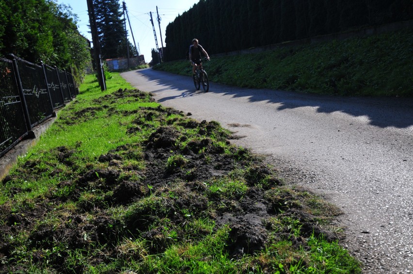 Chrzanów. Miasto odwiedzane przez dzikie zwierzęta. Grasują dziki [ZDJĘCIA]