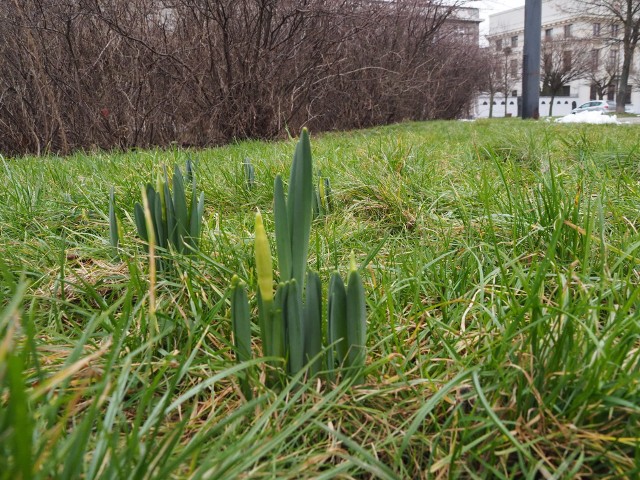 Na trawniku przy łódzkiej bazylice archikatedralnej wyszły żonkile, niektóre mają już pąki kwiatowe.