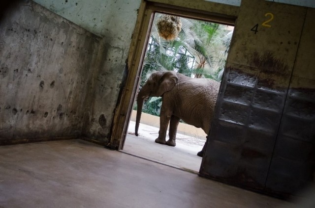 Zoo w Warszawie szuka pracownika słoniarni