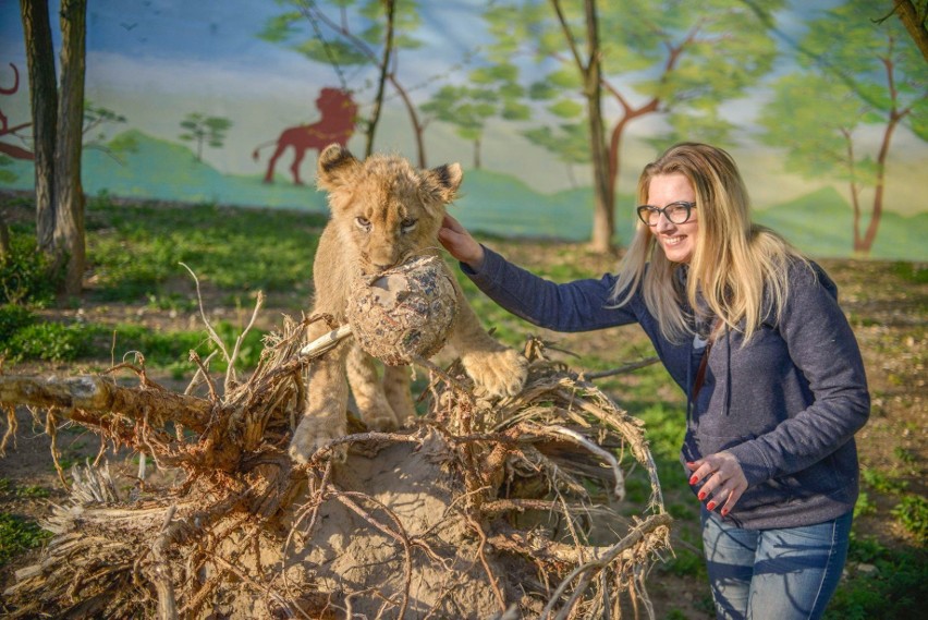 Wiceprzewodnicząca Rady Miasta Kielce Joanna Winiarska pogryziona przez... lwy w zoo Leśne Zacisze [ZDJĘCIA]