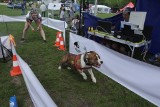 Speed Bull Poland: Wyścigi pit bulli i amstaffów odbyły się w Dąbrowie Górniczej