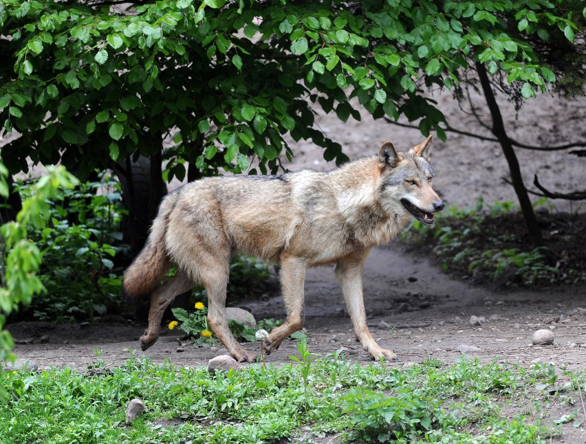 Obecnie szacuje się, że populacja wilków w Polsce wynosi...