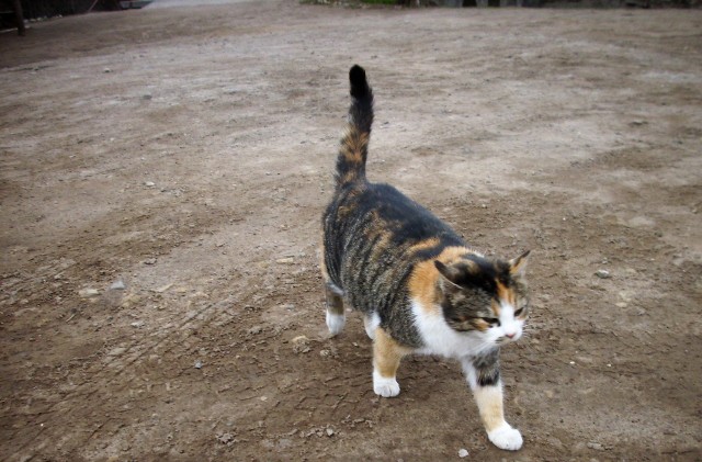Rosyjskie i białoruskie koty są kolorowe i mocno futrzaste. Koporje, Rosja