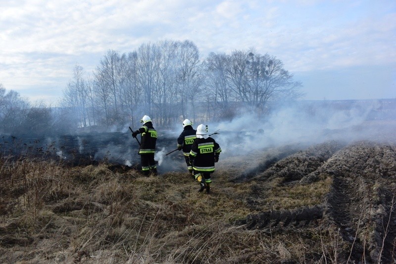 Strażacy gasili pożar traw w Czernicy