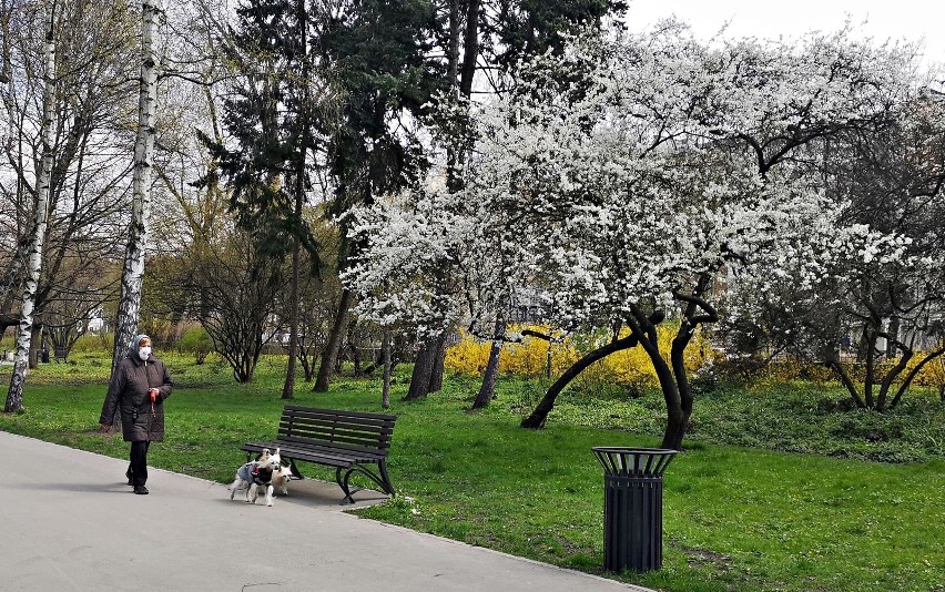 Kraków. Przebłyski wiosny. Parki pełne spacerowiczów [ZDJĘCIA]