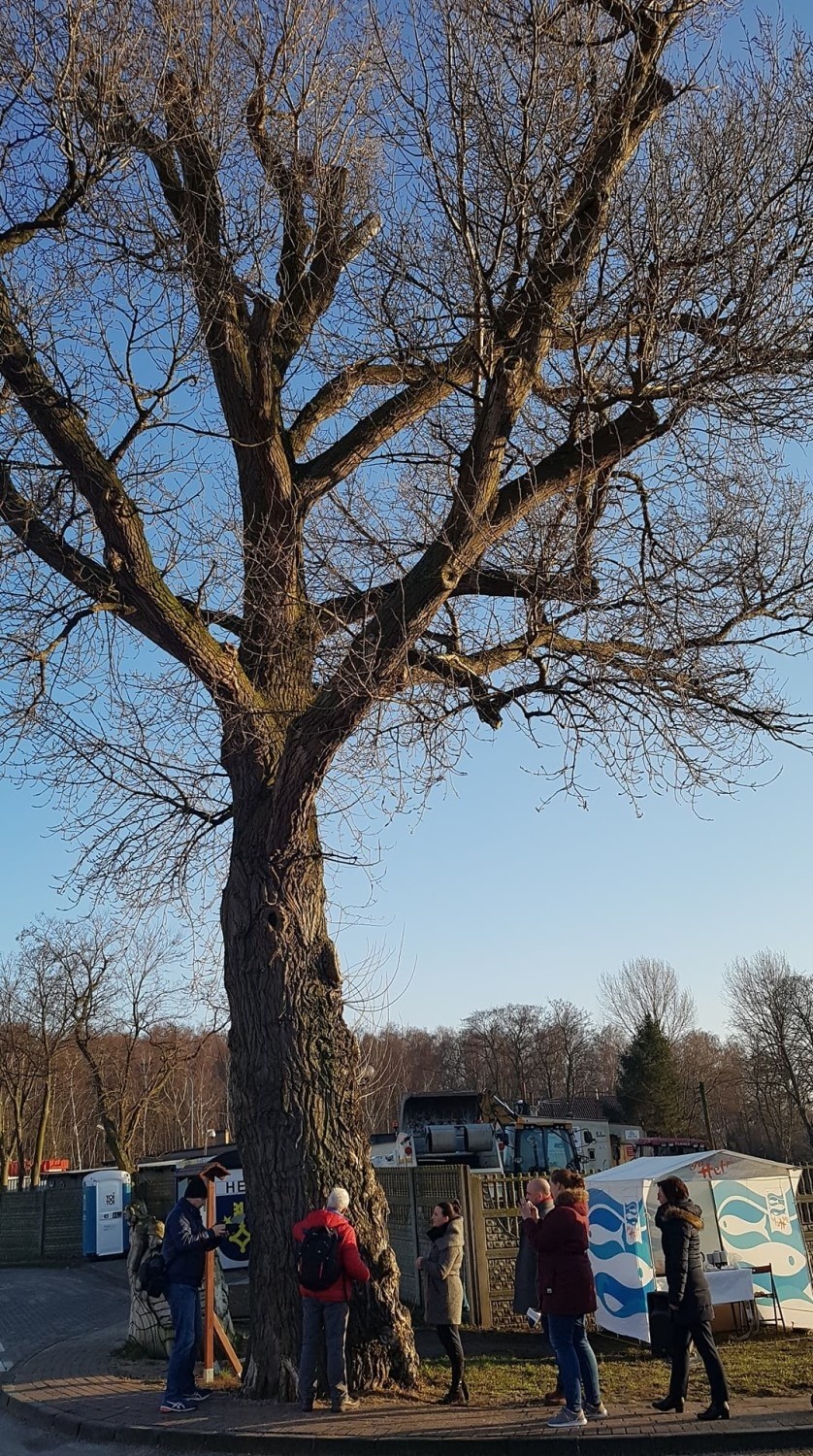 Topola z Helu walczy o tytuł Europejskiego Drzewa Roku 2018. Teraz odwiedził ją Rob McBride -Treehunter!