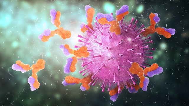 Immunoglobuliny (przeciwciała) to cząsteczki uniszkodliwiające patogeny takie jak koronawirus dzięki zdolności ich wiązania