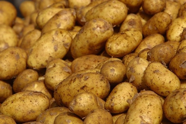 20 groszy - tylko tyle rolnik z Podkarpacia dostanie na skupie za kilogram ziemniaków.