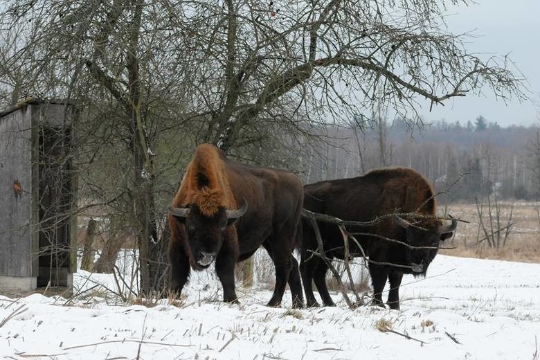 Odstrzał żubrów. Nadleśnictwa Krynki i Borki złożyły wnioski o odstrzał zwierząt. Ubędzie ponad 30 sztuk? [ZDJĘCIA]