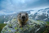 Przyroda okiem Grzegorza Tabasza. Największy sybaryta wśród naszych zwierzaków mieszka w Tatrach