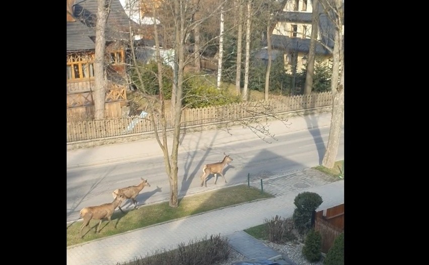 Łanie w Zakopanem sprawdzają, gdzie się podziali ludzie i ich samochody 