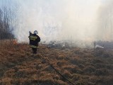 Seria podpaleń w powiecie szydłowieckim. Spłonęło ponad dziesięć hektarów traw i nieużytków