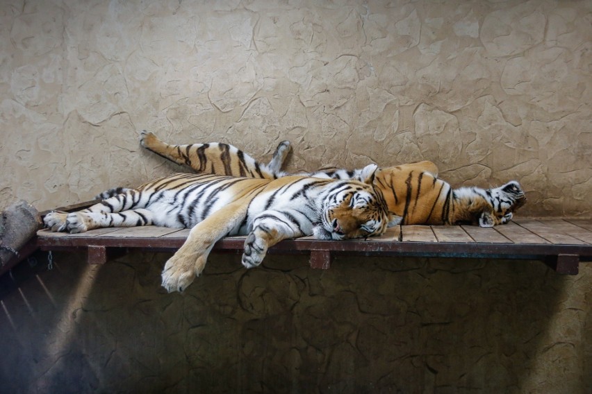 Dzień Tygrysa obchodzony jest 29 lipca na całym świecie. O...