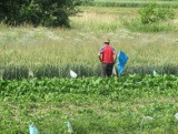 Stada dzików to prawdziwa plaga w gminie Tomice. Zjadają rolnikom plony [ZDJĘCIA]