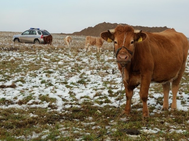 Krowy, bydło i cielaki zostawione na mrozie
