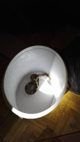 Dziekanowice: W mieszkaniu ukrywał się wąż