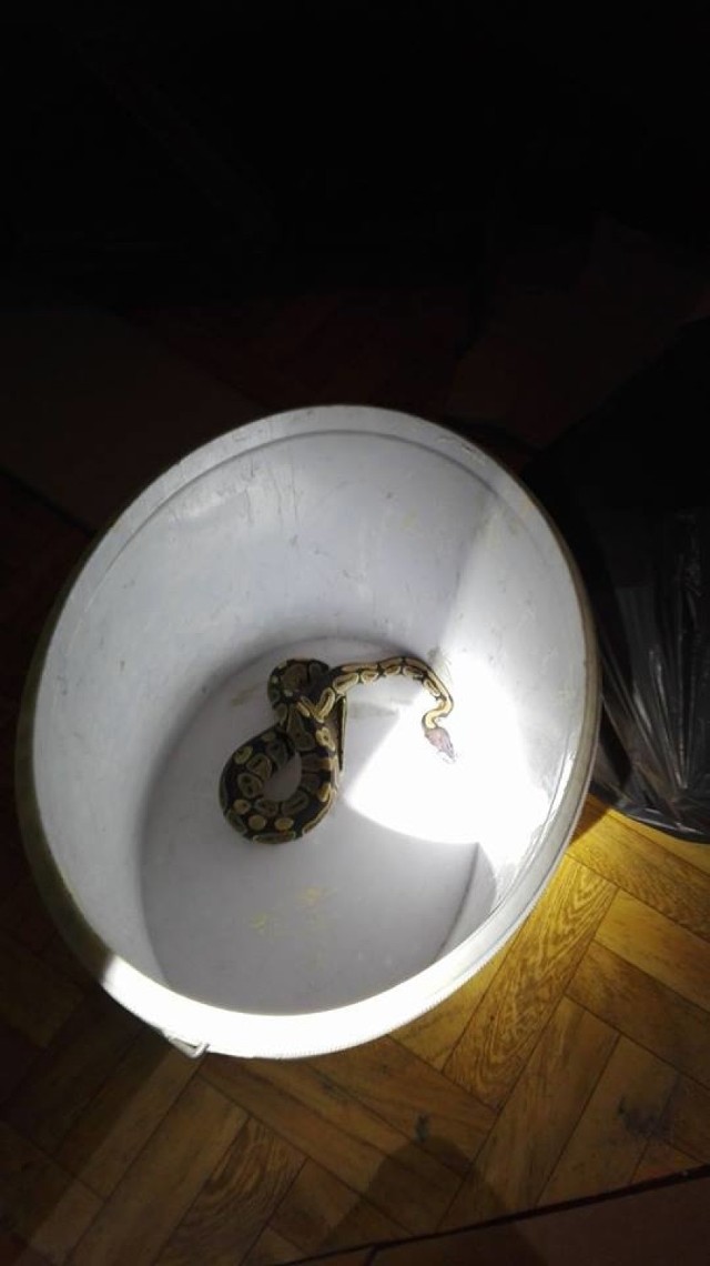 Dziekanowice: Wąż pełzał po mieszkaniu w bloku