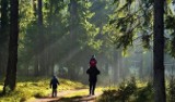 Koronawirus. Jak bezpiecznie wybrać się na spacer do lasu w czasie epidemii?