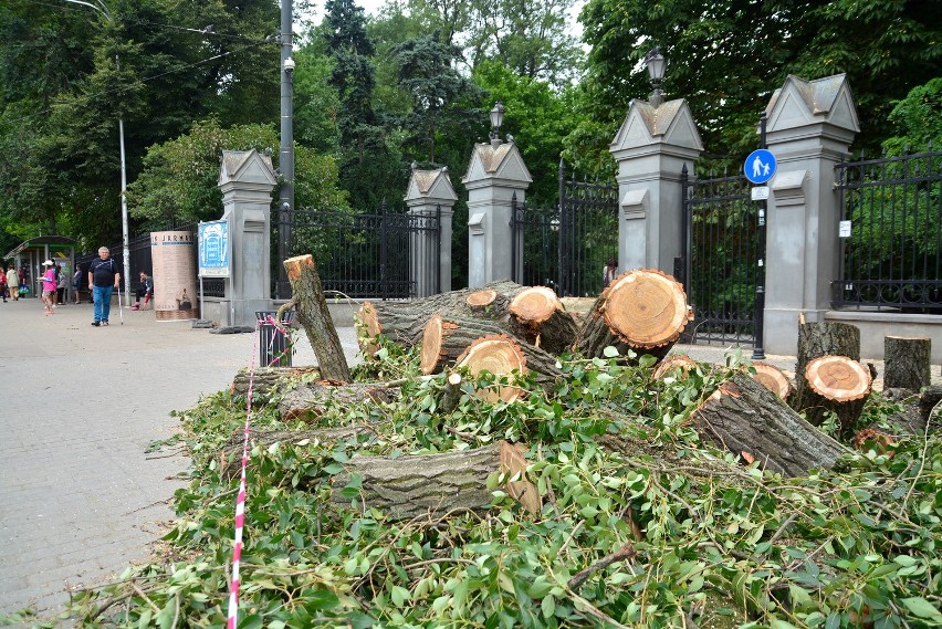 Znika drzewo sprzed wejścia do Ogrodu Saskiego