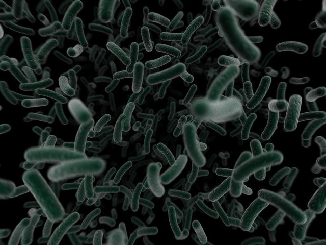 Niektóre szczepy E.coli przyczyniają się do zatruć pokarmowych
