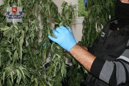 W gm. Strzyżewice absolwentka ogrodnictwa uprawiała marihuanę (WIDEO)