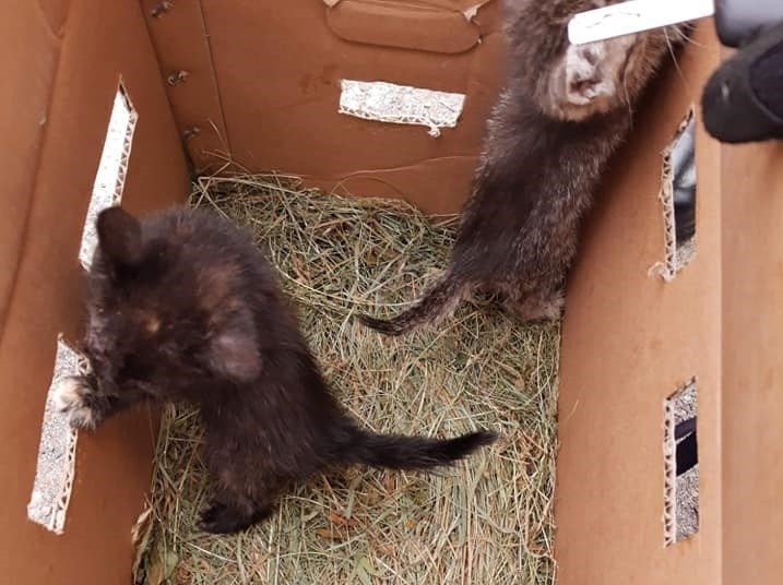 Kocięta porzucone w pudle z kokardką. Animal Patrol uratował trzy maluchy
