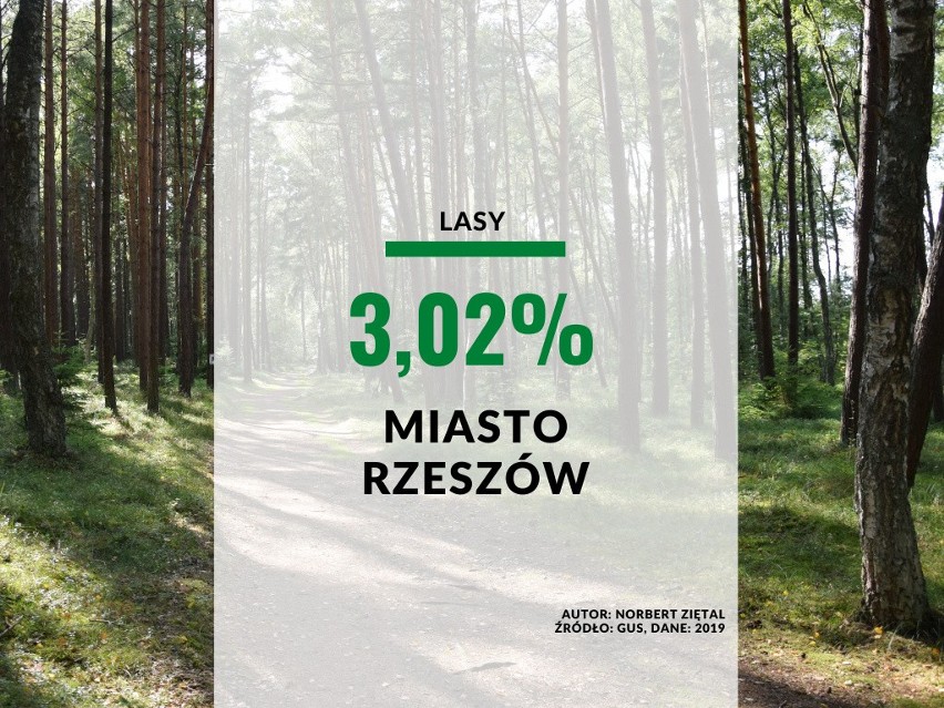 24. miejsce - miasto Rzeszów. Lesistość: 3,02 proc.