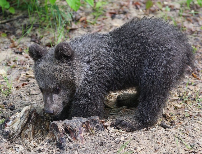 Zoo Poznań: Niedźwiedzica Cisna debiutuje na wybiegu