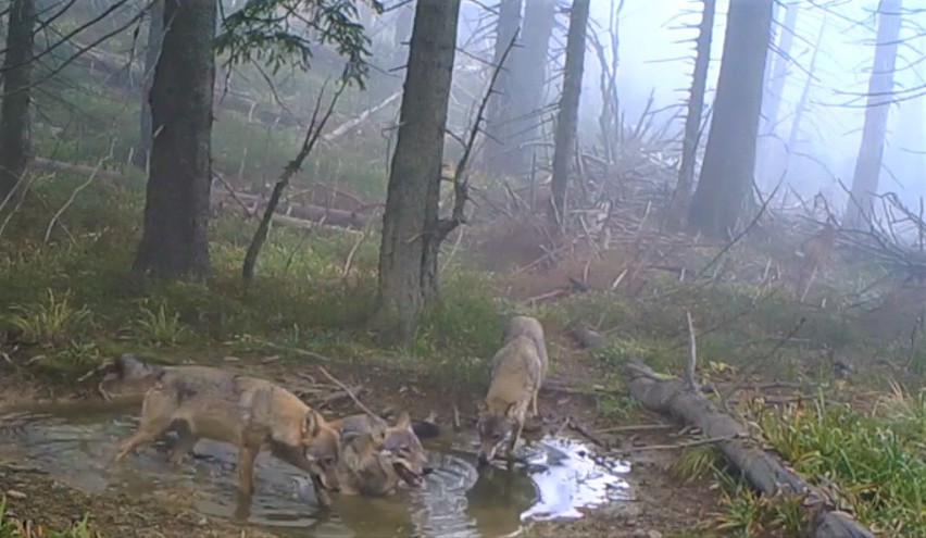 Trzy wilki kąpią się w kałuży w Beskidach. Złapała je fotopułapka w Babiogórskim Parku Narodowym. Film robi furorę w internecie WIDEO