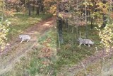 Wilki w lasach Jury w pow. zawierciańskim. Łowczy słyszą wycie, a ich obecność potwierdza Nadleśnictwo Koniecpol. WIDEO i ZDJĘCIA