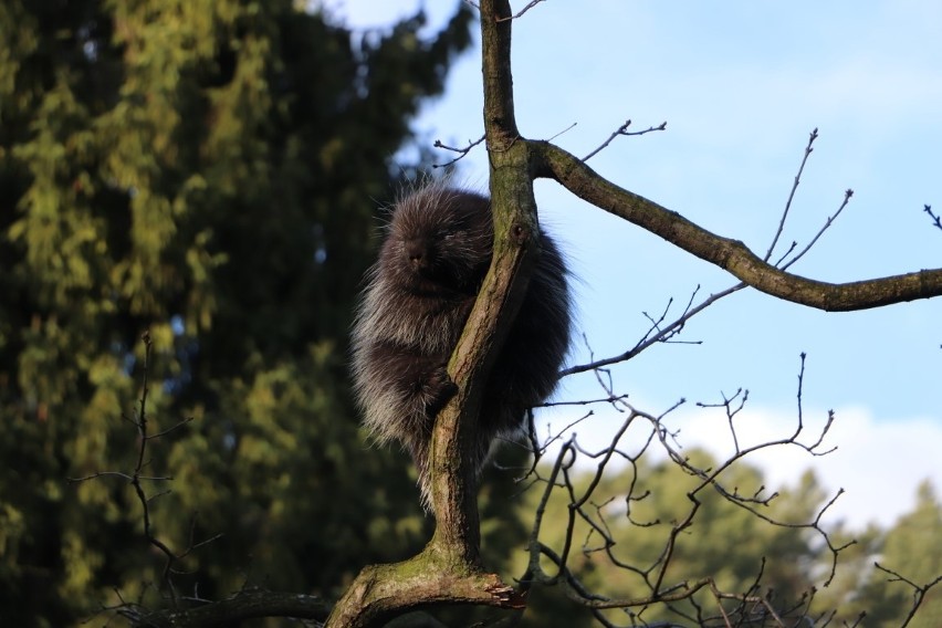 Nowy mieszkaniec gdańskiego zoo. Urson jest gatunkiem gryzonia z Ameryki Północnej. Samiczka nie ma jeszcze roku [zdjęcia, wideo]