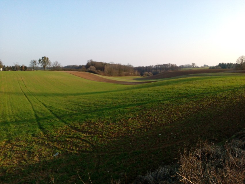 Wiosna na polach - rolnicy sieją i patrzą jak rośnie [zdjęcia]