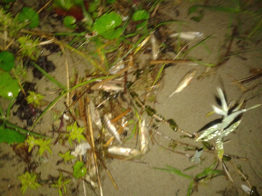 Śnięte ryby na Wielimiu (zdjęcia)