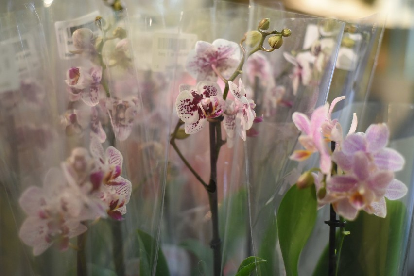 Dni orchidei w Sosnowcu. W sosnowieckim Egzotarium można...