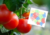 W tych regionach produkuje się najwięcej warzyw, np. buraków, kapusty, marchewki. Tymi gatunkami stoją polskie pola