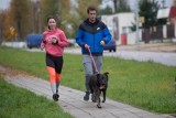 PSIEbiegi. Biegi dają radość psom i ludziom (zdjęcia)