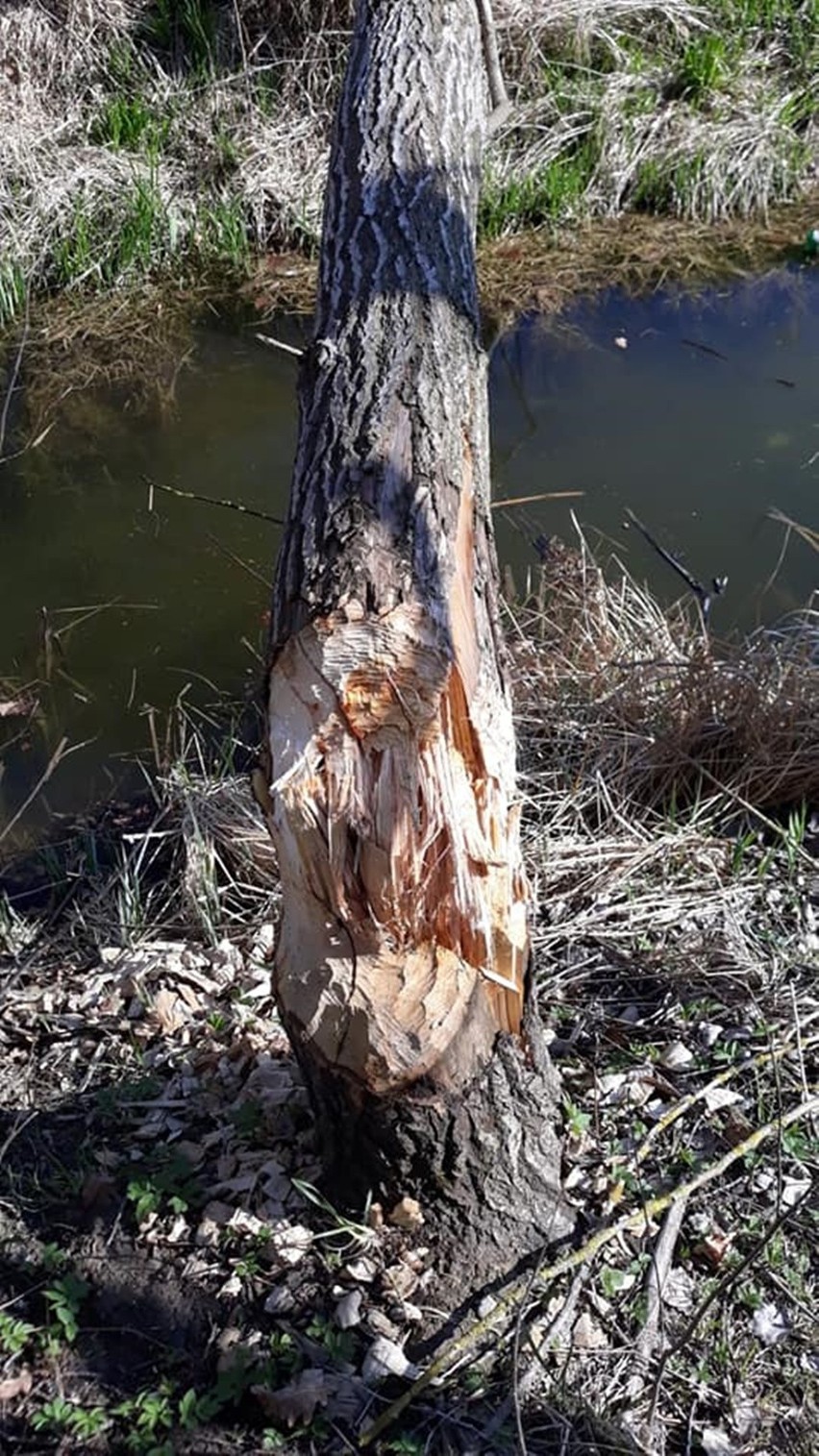 Powiat pyrzycki. Na samochód spadło drzewo. Okazało się, że winę za to ponoszą... bobry!