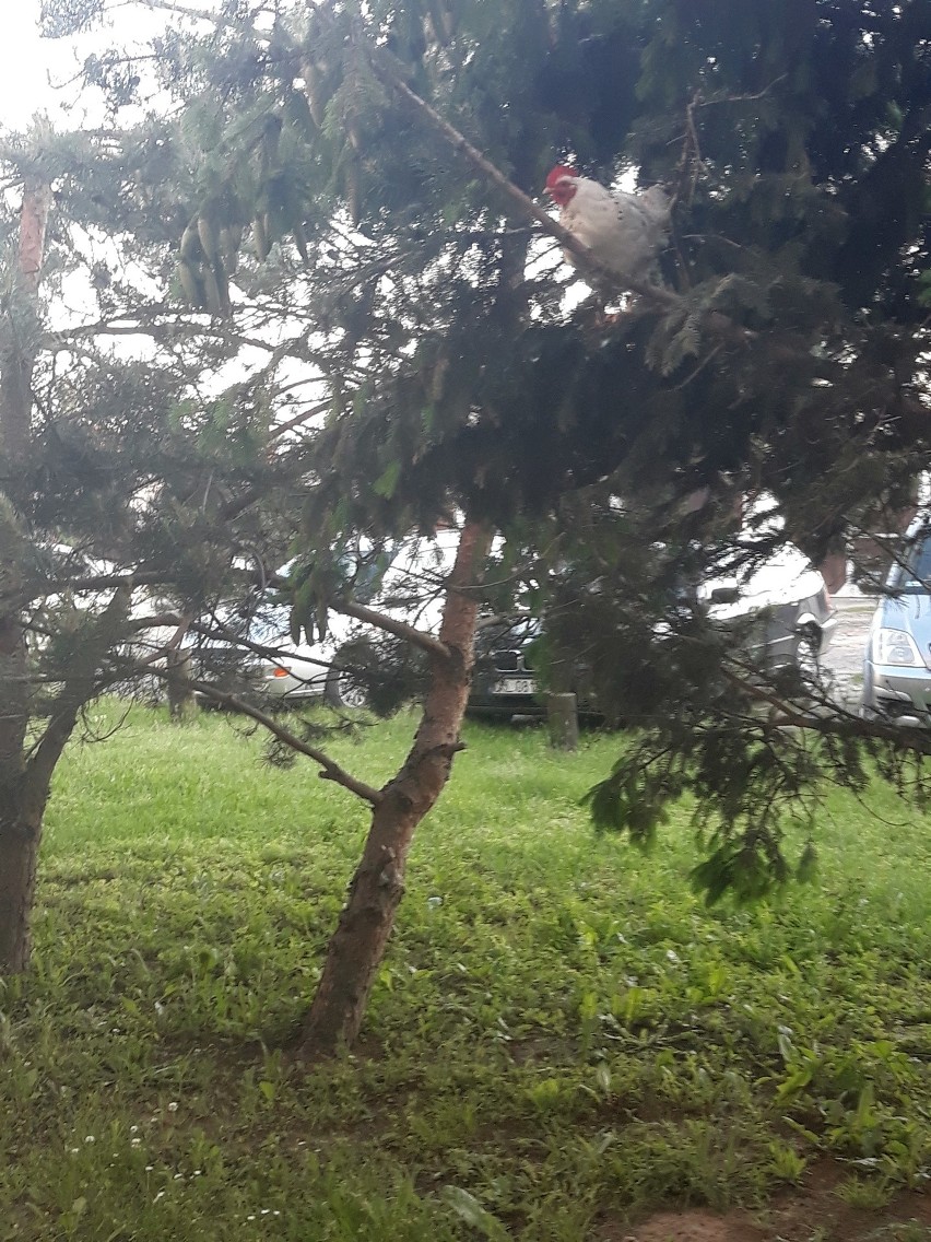 Kura z Byczyny zamieszkała na drzewie.