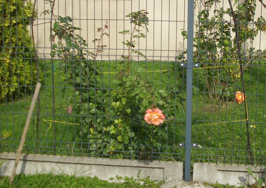 Róże w ogródku...