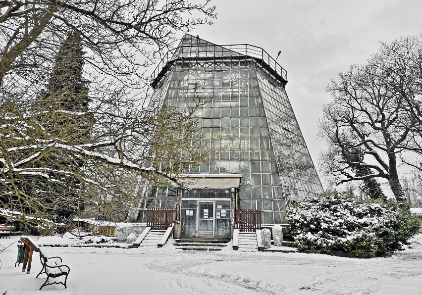 Kraków. Ogród Botaniczny pokryty białym puchem. Warto tu przyjść również zimą  [ZDJĘCIA]