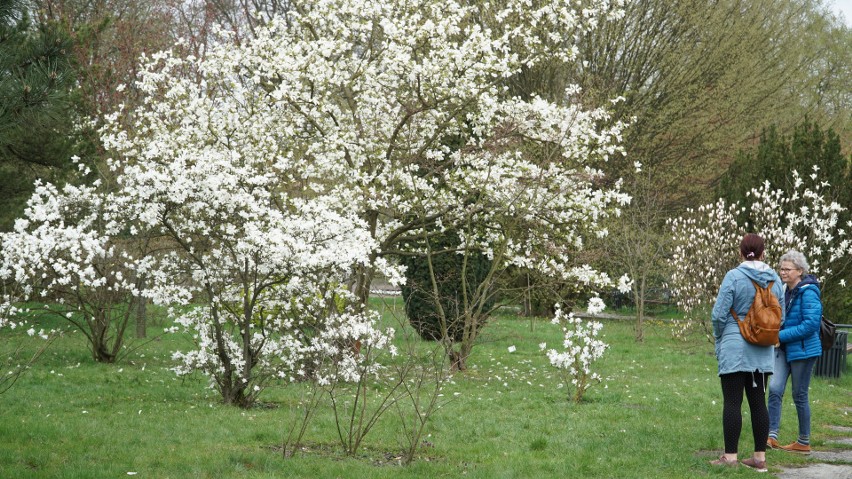 W ogrodzie japońskim kwiatami obsypały się magnolie.